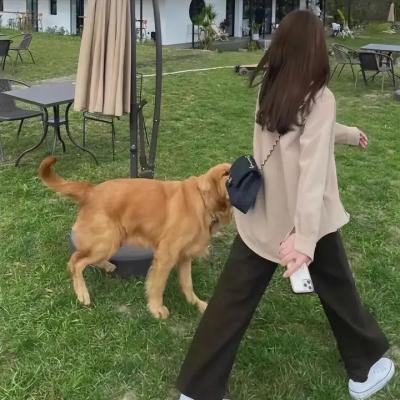 变种食人鳄